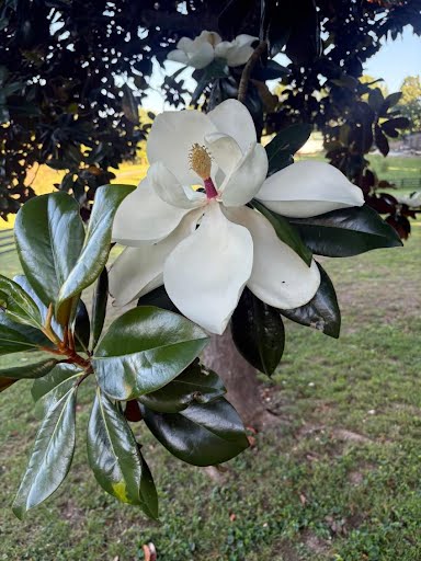 Magnolia bloom